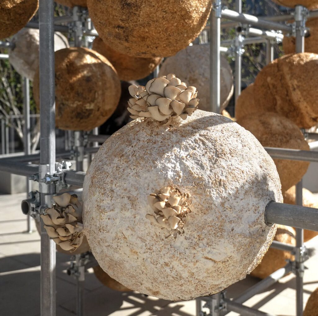 Mushrooms at Growing matter(s)
